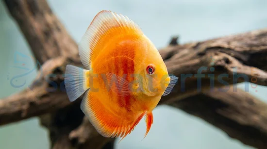 Albino San Merah Discus