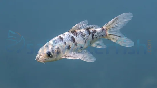 Assorted Butterfly Koi