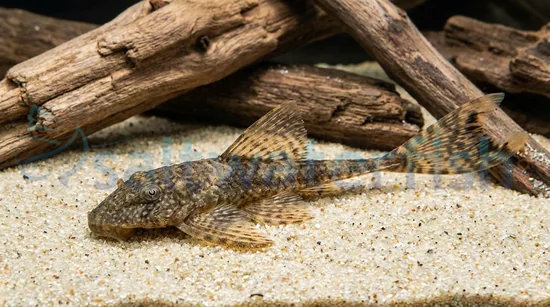 Black Long Fin Bushy Nose Plecostomus L183