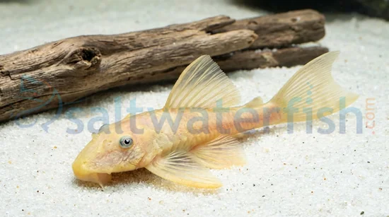 Blue Eye Lemon Bushy Nose Plecostomus