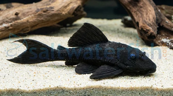 Blue Eye Plecostomus