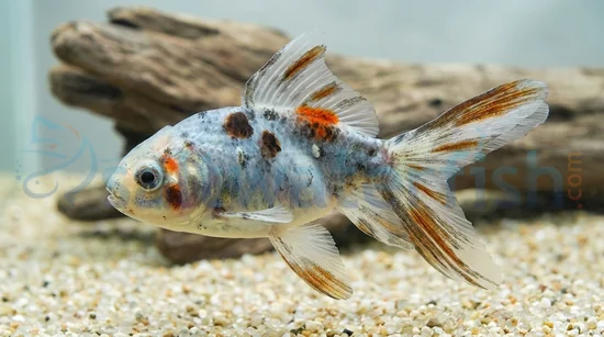 Calico Oranda Goldfish