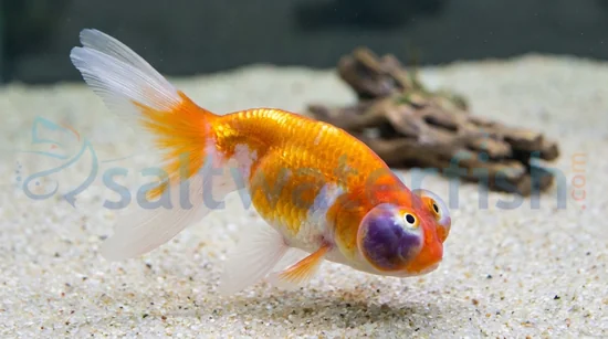 Celestial Eye Goldfish