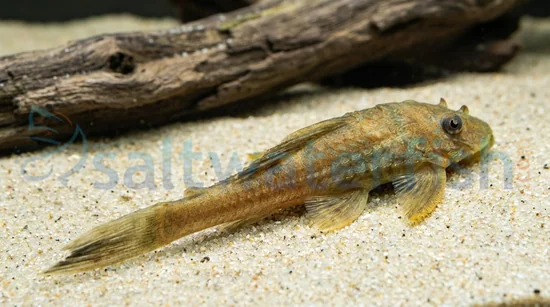 Chocolate Albino Plecostomus