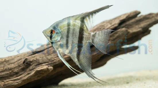 Cobalt Blue Zebra Angelfish