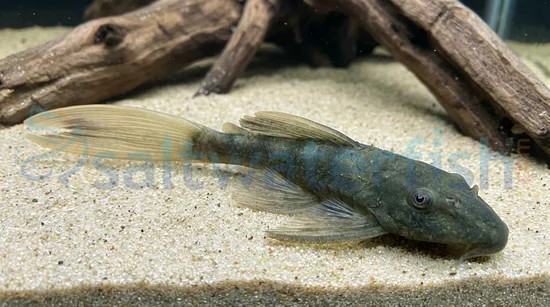 Long Fin Green Dragon Bushy Nose Plecostomus
