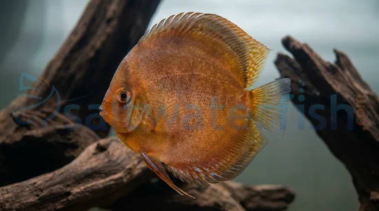 Nebula Discus