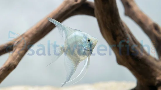 Paraiba Smokey Angelfish