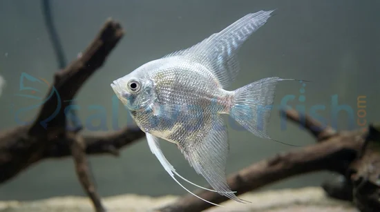 Platinum Angelfish