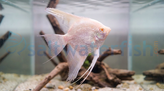 Albino Angelfish