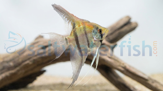 Albino Dantum Angelfish