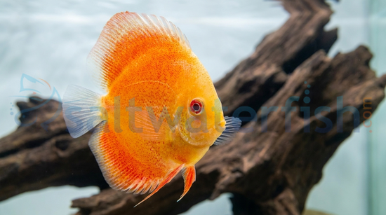 Albino Discus
