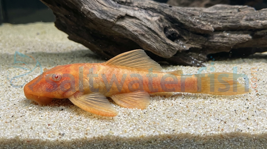 Albino GoldBushy Nose Plecostomus