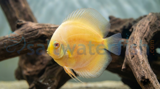 Albino Golden Discus