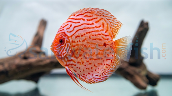 Albino Pigeon Blood Discus