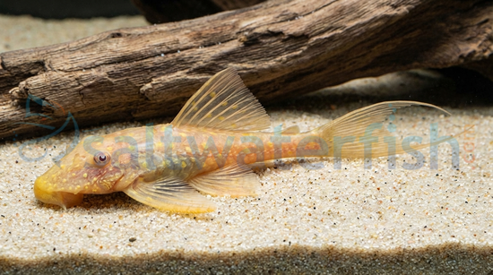 Albino Polka Dot Lyre Tail Plecostomus L155