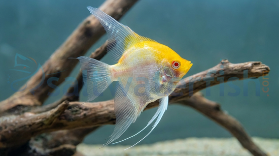Albino Red Cap Angelfish