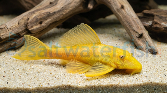 Albino Sailfin Marble Plecostomus L-83