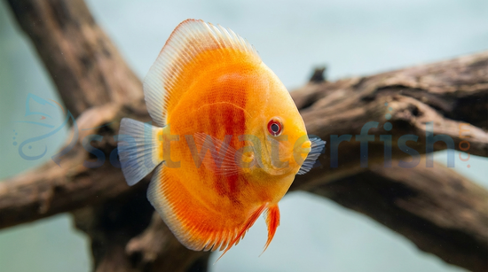 Albino San Merah Discus