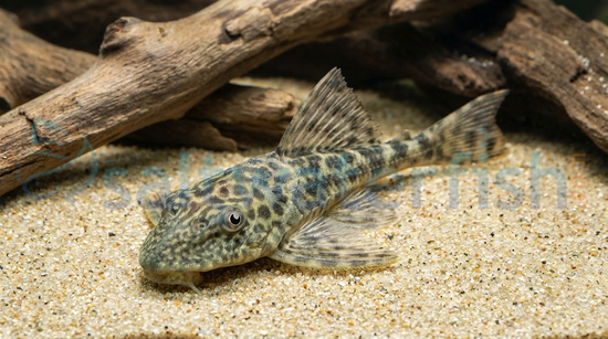 Amazon Sailfin Plecostomus