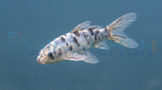 Assorted Butterfly Koi