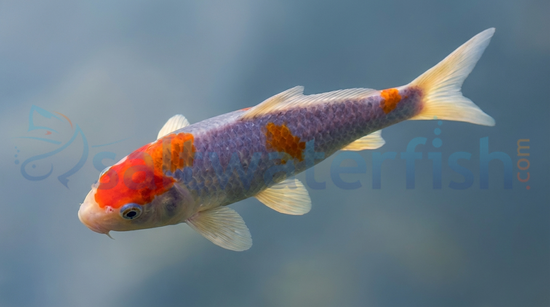 Assorted Imported Koi