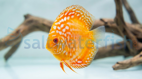 Assorted Premium Discus