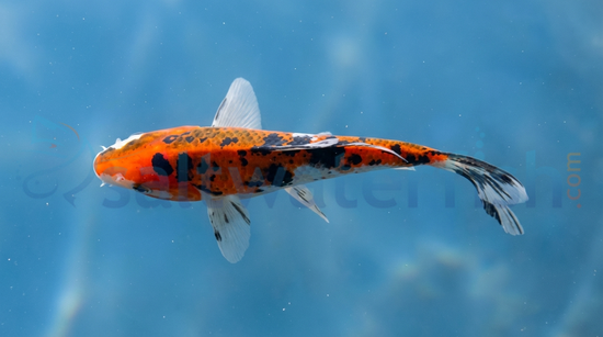 Assorted Premium Koi