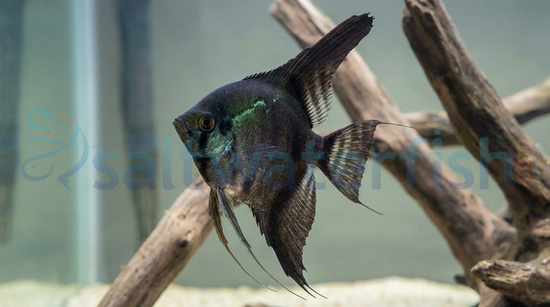 Avatar Black Green Angelfish