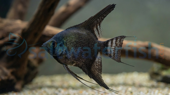 Black Angelfish