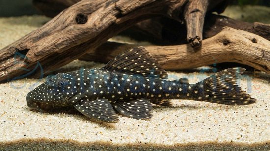 Black Flyer Plecostomus L-235