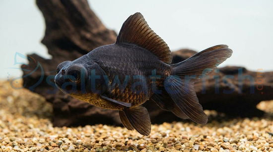 Black Moor Goldfish