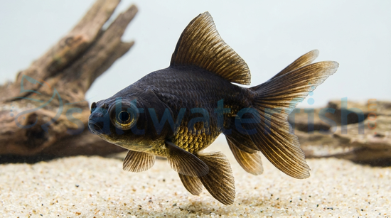 Black Oranda Goldfish