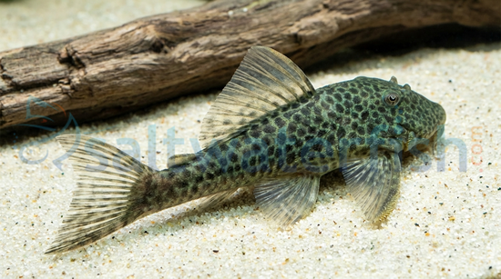 Bloodfin Bulldog Plecostomus L-276