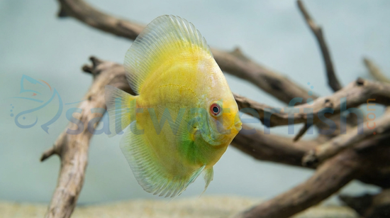 Blue Diamond Albino Discus