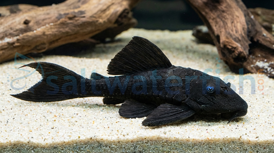 Blue Eye Plecostomus