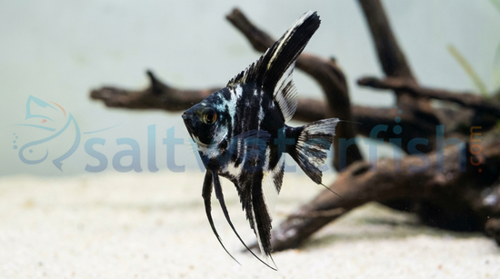 Blue Marble Juvenile Angelfish