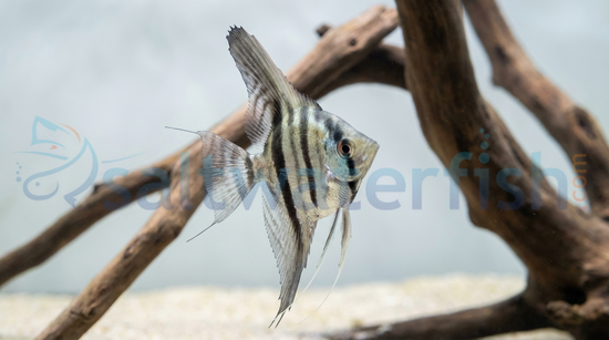 Blue Pinoy Angelfish