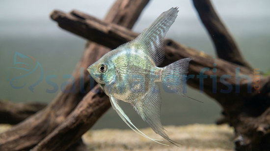 Blue Platinum Black Panda
