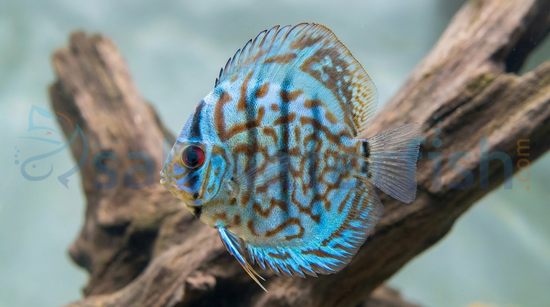 Brilliant Blue Discus