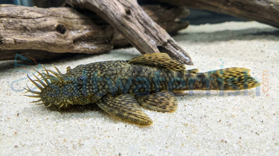 Bristlenose Plecostomus