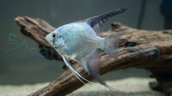 Bulgarian Green Seal Point Angelfish