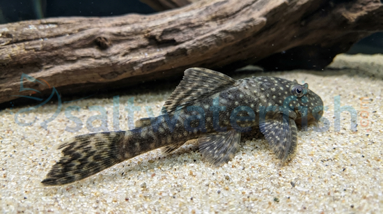 Bushy Nose Plecostomus L144