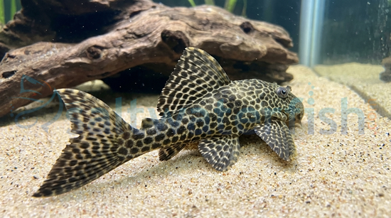 Butterfly Orinoco Plecostomus L-168
