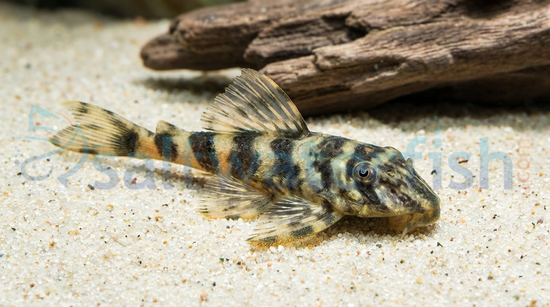 Butterfly Plecostomus L-52