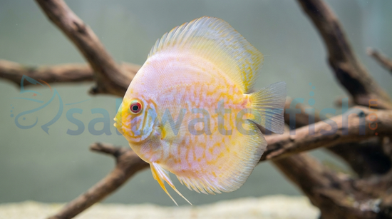 Butterfly White Discus