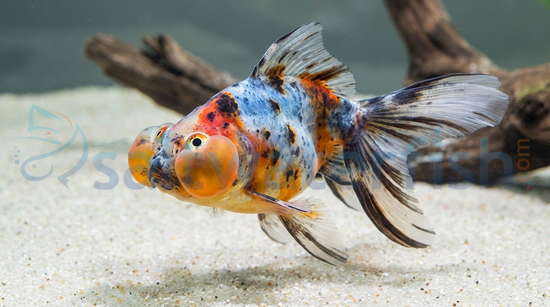 Calico Bubble Eye Goldfish