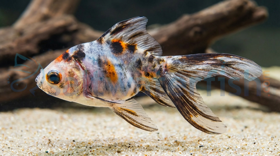 Calico Ryukin Goldfish