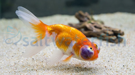 Celestial Eye Goldfish