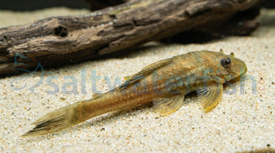 Chocolate Albino Plecostomus